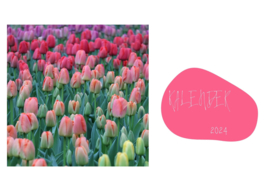 Tulpen kalender 2024