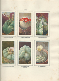 CACTUSSEN DOOR A.J. VAN LAREN (VEKA22) - 1931