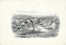 set van 3 prenten – naar tekeningen van JOHANN ADAM KLEIN (1792-1875)