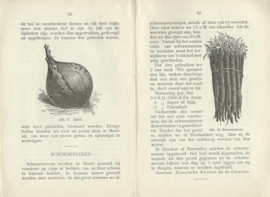 HET KWEEKEN VAN GROENTEN – A.W. VAN LEEUWEN Jr. – ca. 1920