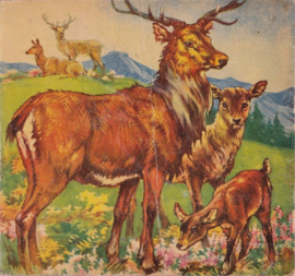 ONZE DIERENVRIENDJES – MAREN KOSTER – jaren ’20-‘30