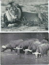 SET van 8 ansichtkaarten - Zuid-Afrika – jaren ‘60