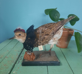 Mevrouw Ral