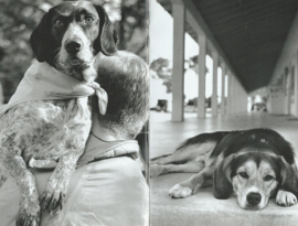 HONDERDEN HONDEN – Elliot Erwitt - 1998