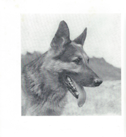 de duitse herder – JAN VAN RHEENEN – ca. 1968