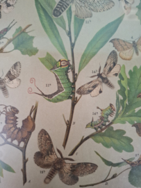 Prent vlinders nr 22
