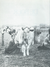 DE BOER DE KOE EN ONZE ZUIVELINDUSTRIE – ALFRED VAN DIJK - 1983