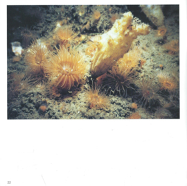 Oosterschelde – brochure – J.F. Brilman en H.S. Zandstra - 1998
