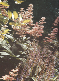 HET GROTE TUIN & KAMER PLANTENBOEK – ROB HERWIG - 1986