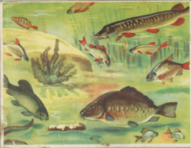HET HENGELSPEL – (INCOMPLEET) - ca. 1950