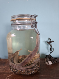Zeenaalden op sterk water