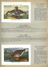 DE VOGELS VAN BELGIË – DEEL II / LES OISEAUX DE BELGIQUE –TOME II - ca. 1959