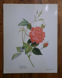 AN ILLUSTRATED TREASURY OF Redouté Roses - FRANK J. ANDERSON - 1979