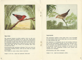 TROPISCHE ZAADETENDE VOGELS 1 – KONINKLIJKE P. SLUIS – 1954