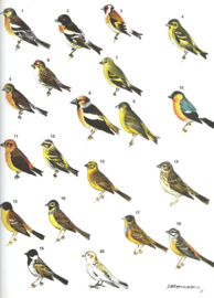 DE WONDERLIJKE NATUUR – Het Vogelrijk – K.A. van den Hoek - 1980