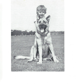 de duitse herder – JAN VAN RHEENEN – ca. 1968