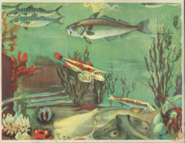 HET HENGELSPEL – (INCOMPLEET) - ca. 1950