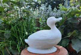 Opaline eend
