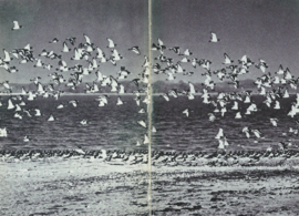 Zeeland op jaren ’70-’80 – kees cijsouw en a.j. snel – 1980
