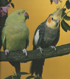 Valkparkieten – Ruud Haak e.a. - 1985