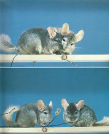 Chinchillas’s –Maike Röder-Thiede - 1992
