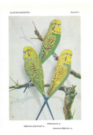 HANDBOEK VOOR KLEURPARKIETENKWEKERS – A. RUTGERS - 1955
