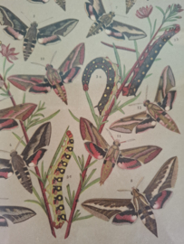 Prent vlinders nr 20