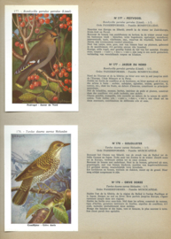 DE VOGELS VAN BELGIË – DEEL II / LES OISEAUX DE BELGIQUE –TOME II - ca. 1959