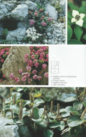 Het rotstuin planten boek – Oudshoorn / Nieuman - 1981