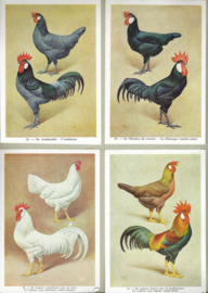 dieren van belgië –animaux de belgique – ca. 1961