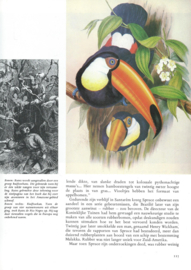 oerwouden langs de amazone – Marcia Willis - 1971