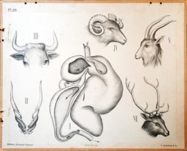 Zoölogische lithografie van hoefdieren – Pl.29. - 1912