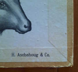 Zoölogische lithografie van hoefdieren – Pl.29. - 1912