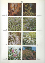 2000 tuin/ kas/ en kamerplanten in kleur – Roy Hay en Patrick M. Synge - 1970