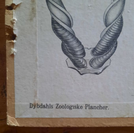 Zoölogische lithografie van hoefdieren – Pl.29. - 1912