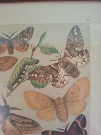 Prent vlinders nr 26