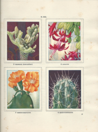 CACTUSSEN DOOR A.J. VAN LAREN (VEKA22) - 1931