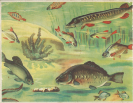 HET HENGELSPEL – (INCOMPLEET) - ca. 1950