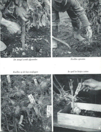 praktisch tuinieren in woord en beeld – C.E. PEARSON - 1971