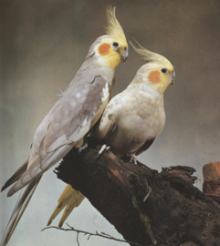 Valkparkieten – Ruud Haak e.a. - 1985