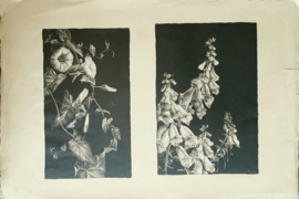 Prent - ... (litho - bloemen) T. v. Styrum - 1930