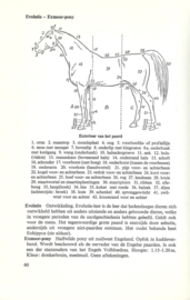 Grote paardenencyclopedie – WOUTER SLOB - 1973
