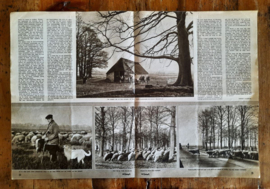 DE Spiegel – 6 stuks – 1953 - 8