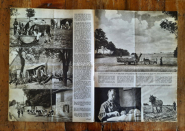 DE Spiegel – 5 stuks – 1953 - 5