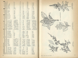Wat is dat voor een boom? – A. Kosch en M.C.H. Ruys - 1951