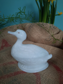 Opaline eend
