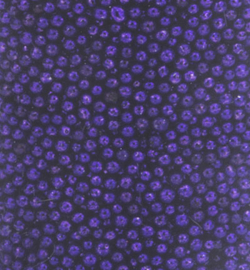 Mini Pearls Purple