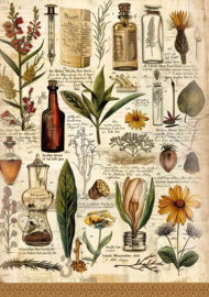 Cabinet of Curiosities mixed