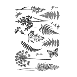 Ferns and Grasses Reissued - Unmounted Rubber Stamps