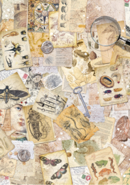 Cabinet of Curiosities